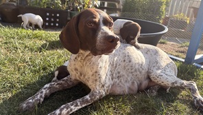 8 Braque Français Pyrenees til salg på købhund.dk