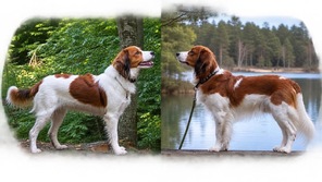 6 Hollandsk Kooikerhondje til salg på købhund.dk