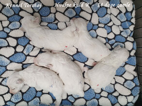 5 Bichon Frisé til salg på købhund.dk