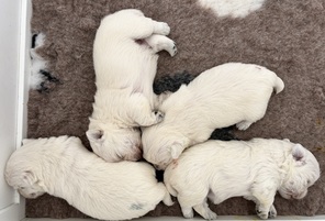 4 West Highland White Terrier til salg på købhund.dk