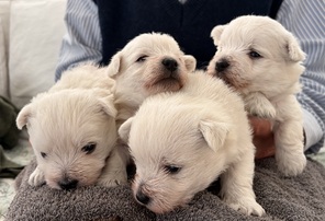 4 West Highland White Terrier til salg på købhund.dk