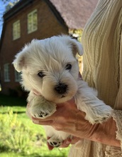 4 West Highland White Terrier til salg på købhund.dk