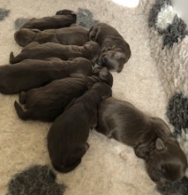 8 Bichon Havanais til salg på købhund.dk