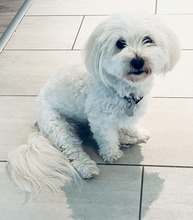 3 Coton de Tulear til salg på købhund.dk