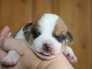 7 Dansk/Svensk Gårdhund til salg på købhund.dk