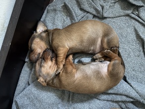 3 Korthåret Gravhund til salg på købhund.dk