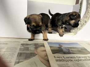 7 Border Terrier til salg på købhund.dk