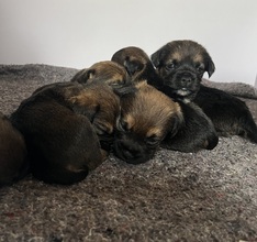 7 Border Terrier til salg på købhund.dk
