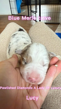 5 Australian Shepherd til salg på købhund.dk