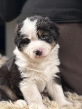 5 Australian Shepherd til salg på købhund.dk