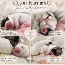 4 Coton de Tulear til salg på købhund.dk