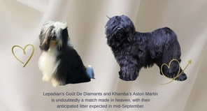 2 Tibetansk Terrier til salg på købhund.dk