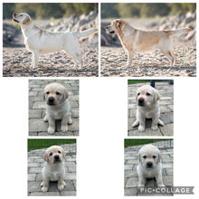 4 Labrador Retriever til salg på købhund.dk