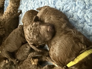 7 Lagotto Romagnolo til salg på købhund.dk