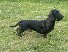 5 Ruhåret Gravhund til salg på købhund.dk