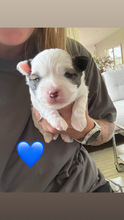 3 Coton de Tulear til salg på købhund.dk