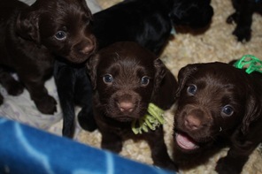 7 Engelsk cocker spaniel-ft til salg på købhund.dk