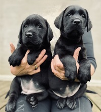 8 Labrador Retriever til salg på købhund.dk