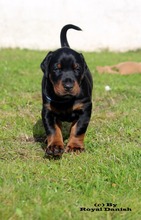 4 Dobermann til salg på købhund.dk