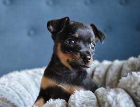 3 Prazský Krysarik til salg på købhund.dk