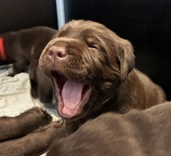 6 Labrador Retriever til salg på købhund.dk