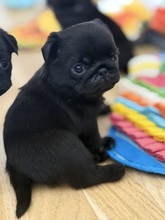 7 Mops til salg på købhund.dk