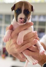 10 Whippet til salg på købhund.dk