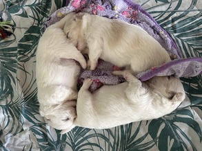 3 Coton de Tulear til salg på købhund.dk