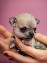 5 Chihuahua, korthåret til salg på købhund.dk