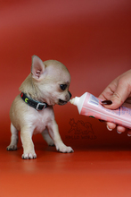 5 Chihuahua, korthåret til salg på købhund.dk