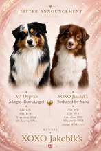 8 Australian Shepherd til salg på købhund.dk