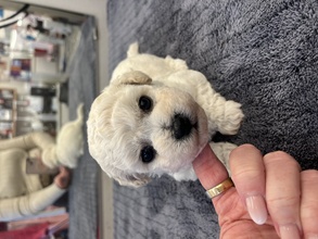 3 Bichon Frisé til salg på købhund.dk