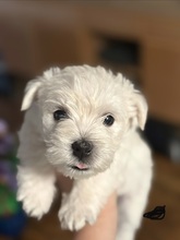 6 West Highland White Terrier til salg på købhund.dk
