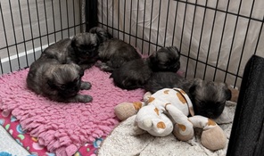 5 Tibetansk Spaniel til salg på købhund.dk