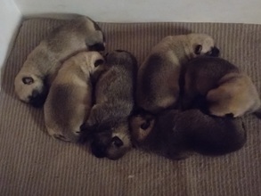 6 Norsk Buhund til salg på købhund.dk