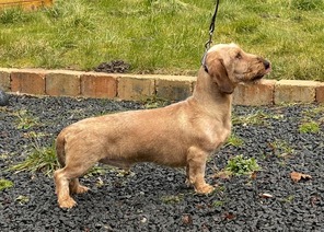 8 Ruhåret Gravhund til salg på købhund.dk