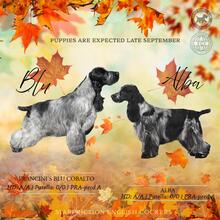 6 Engelsk Cocker Spaniel til salg på købhund.dk