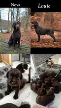 7 Labrador Retriever til salg på købhund.dk