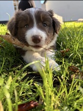 8 Border Collie til salg på købhund.dk