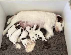 4 Jack Russell Terrier til salg på købhund.dk