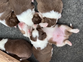 8 Australian Shepherd til salg på købhund.dk