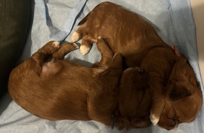 2 Bichon Havanais til salg på købhund.dk