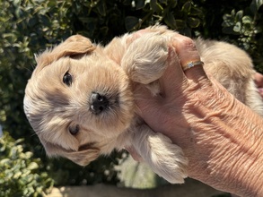6 Bichon Havanais til salg på købhund.dk