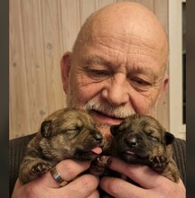 2 Västgötaspids til salg på købhund.dk