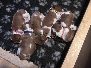 6 Welsh Springer Spaniel til salg på købhund.dk
