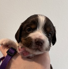 6 Engelsk Cocker Spaniel til salg på købhund.dk