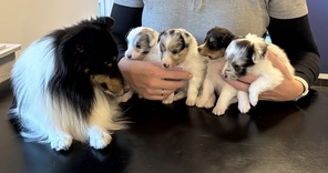 4 Shetland Sheepdog til salg på købhund.dk