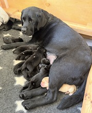 10 Labrador Retriever til salg på købhund.dk