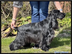 2 Engelsk Cocker Spaniel til salg på købhund.dk