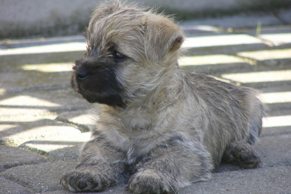Cairn Terrier